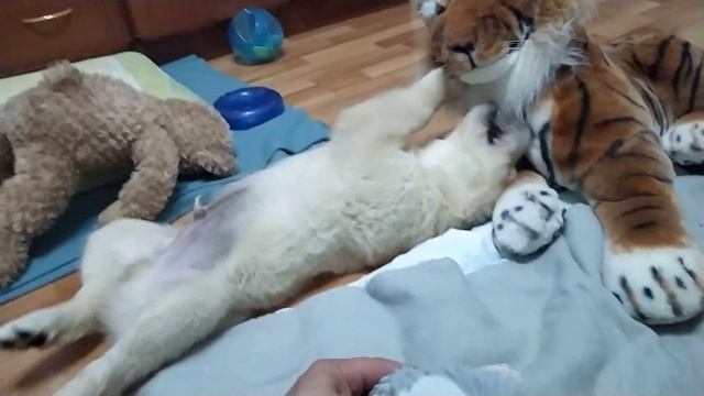 Сэмка Золотистый ретривер Golden retriver смотреть онлайн