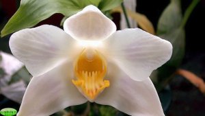 ВИДЫ ОРХИДЕЙ-2 #ORCHID_VARIETIES ПРЕКРАСНЫЕ #хизис #брассия #такк #цимбидиум #мильтония #oldenburgr