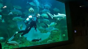 Кормление акул. Екатеринбургский океанариум.