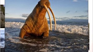 Заповедные места России