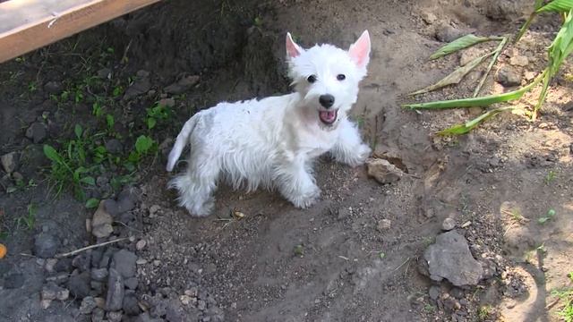 West King Diamond Love смотреть онлайн