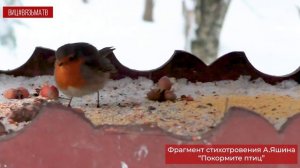 День зимующих птиц