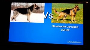 кто же сильнее восточно европейская овчарка или немецкая овчарка