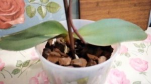 Орхидея без точки роста, что с ней будет?