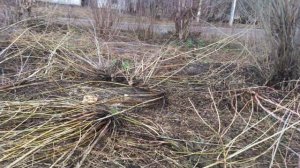 Как избавиться от зарослей ясеня и ивы . Борьба с пеньками .