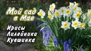 Cад в мае: ирисы, лилейники, кувшинка