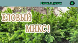 Что такое еловый микс?Как  сделать ель обыкновенную более декоративной.Питомник "Хвойный дворик"