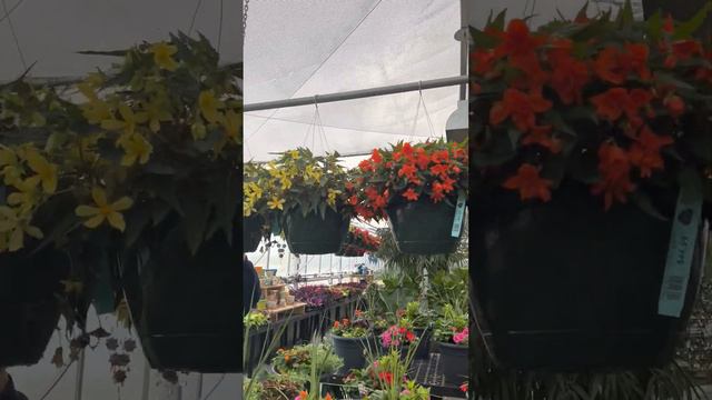 Hanging Baskets Tour & Tips And Tricks смотреть онлайн