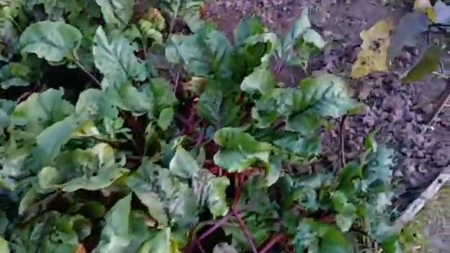 Дача под Москвой 26.09.20, совместные посадки - рост свеклы и капусты после сбора лука и чеснока смотреть онлайн