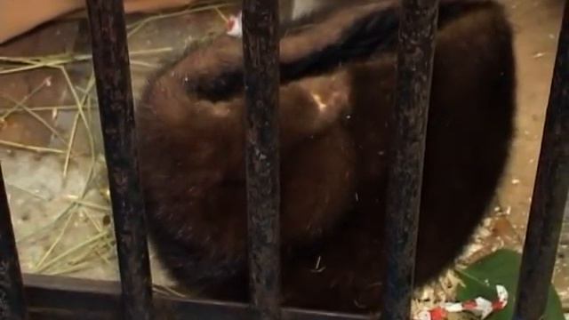 Zoo Leto   1 Шимпанзе́