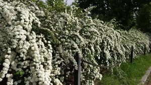 Spiraea nipponica "Snowmound". Спирея ниппонская "Сноумаунд". Середина мая 2020