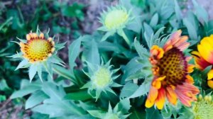 Gaillardia ( blanket Flower) 
Very Pretty🥰