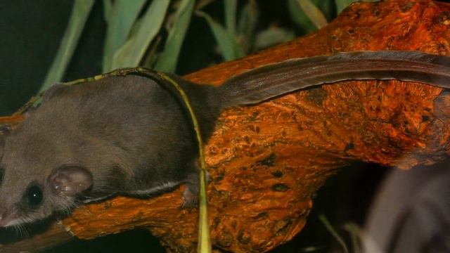 Собаки нашли в грязи это крошечное создание . Люди были шокированы когда узнали кто это! смотреть онлайн