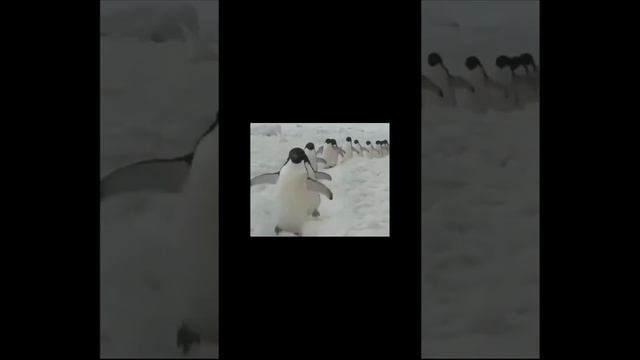 А мы идём на север Забавные пингвины смотреть онлайн