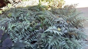 Кочедыжник вам на дачу!