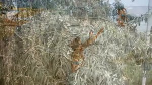 Поющие в терновнике.