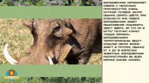 Мир малышам. Бородавочник