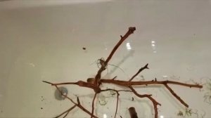 как закрепить мох на коряге