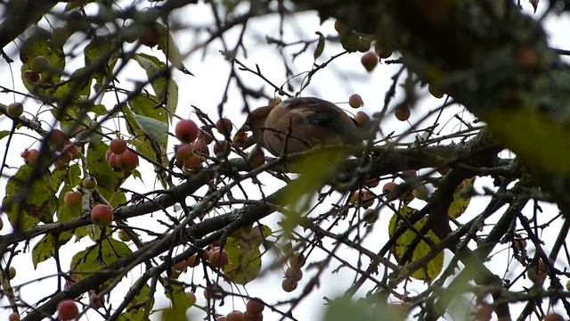 Дубонос кушает яблоки на даче смотреть онлайн