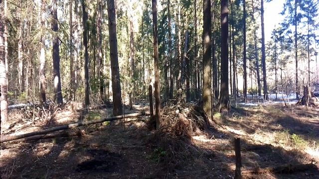 В весеннем лесу. ч.5. Апрель 2023