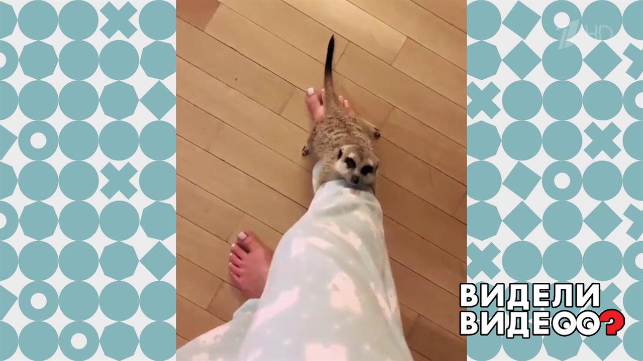 Любвеобильный сурикат. Видели видео? Фрагмент выпуска от 22.09.2019