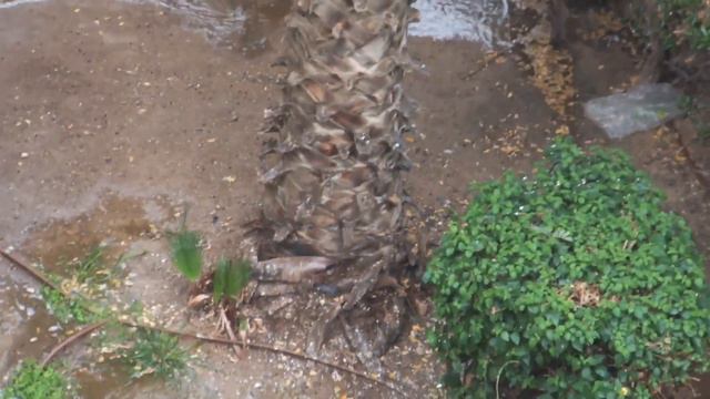 ЗИМА В ИЗРАИЛЕ смотреть онлайн