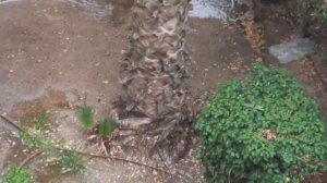 ЗИМА   В ИЗРАИЛЕ