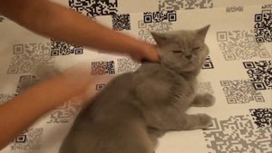 Размножение кошек (фурминатор) / Breeding cats (Furminator)