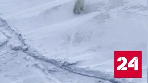 Семья белых медведей пришла посмотреть на ледокол и попала на видео - Россия 24