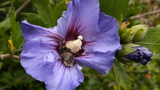 Buff-tailed bumblebee (Bombus terrestris) nectaring from a rose of sharon flower, UK смотреть онлайн