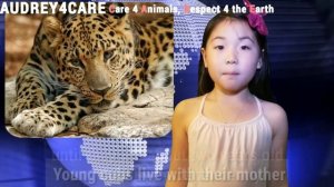 Amur Leopards | Endangered Animals | Best Environmetal Science Learning Videos 4 Kids