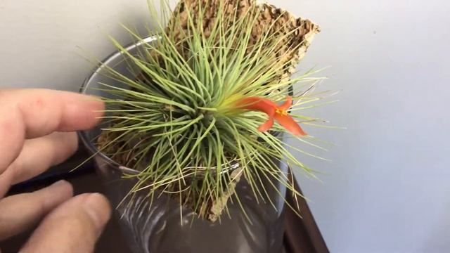Tillandsia andreana смотреть онлайн
