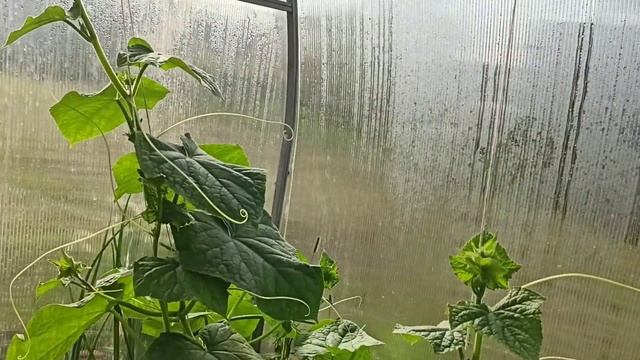 ПАУТИННОГО КЛЕЩА УНИЧТОЖИЛ. После был с огурцами. смотреть онлайн