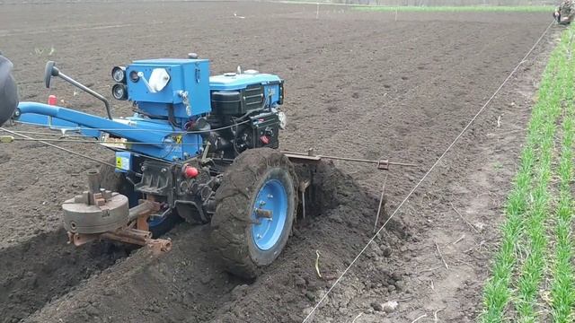 Садимо картоплю рівно 