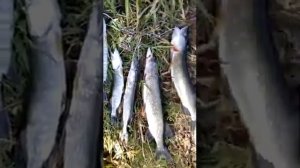 осенняя рыбалка на реке мокша мордовия
