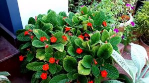 Episcia/ Flame violet plant care update