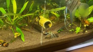 Змееголовы блехера и андрао красный делят червя