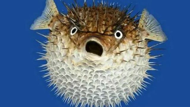 ФУГУ/Рыбы?/Животные/Интересные факты