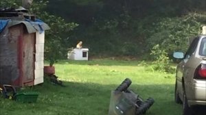 Пес всю жизнь сидел на цепи, но в один день произошло невероятное!