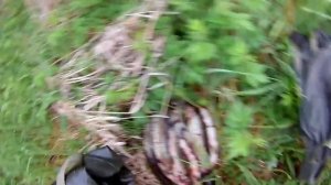 Рыбалка на хариуса, в Республике Коми на лесной речке. Зачётный хариус.