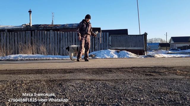 МЯТА сука свободна 5 месяцев, очень классный характер, мягкая, покладистая отлично подойдет в семью смотреть онлайн