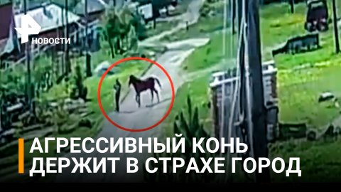 Агрессивный конь чуть не загрыз человека в Свердловской области / РЕН Новости