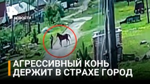Агрессивный конь чуть не загрыз человека в Свердловской области / РЕН Новости
