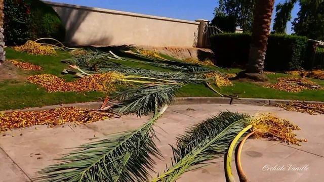 Мешок фиников смотреть онлайн