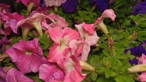 Petunia time-lapse