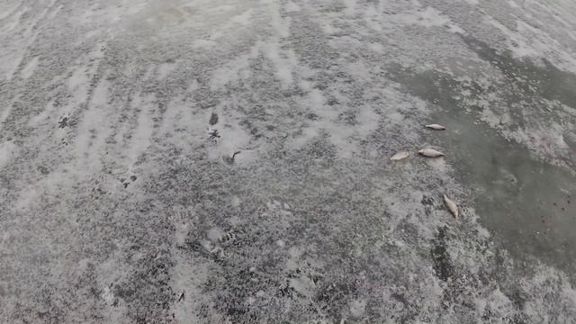 Бюджетная зимняя прикормка DELFI ICE FISH Tornado - РАБОТАЕТ ! Отчёт о рыбалке 15.12.19.