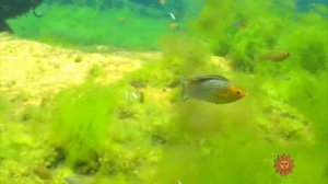 Велифера дикари