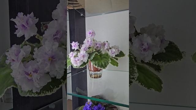 Студия 