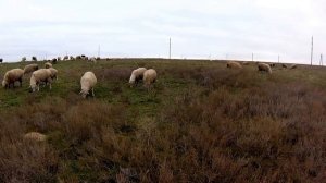 Коровы и бараны Новоульяновки пасутся в степи