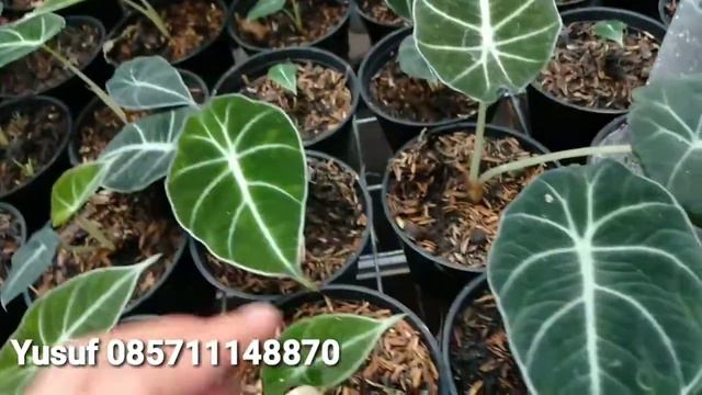 Promo Alocasia 3pot 100rb wa 085711148870 смотреть онлайн